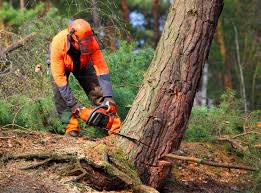 How Our Tree Care Process Works  in New Haven, MI